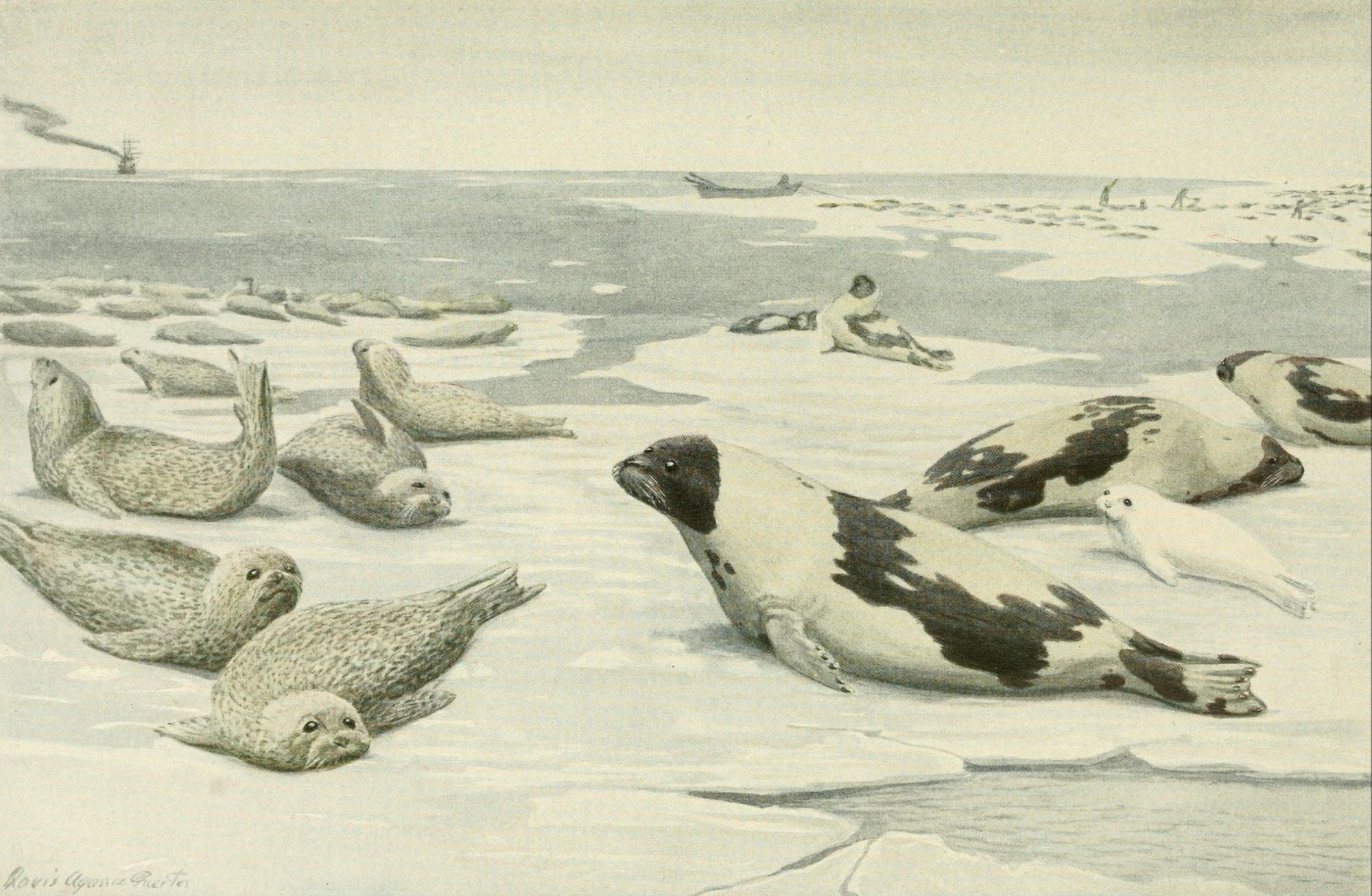 Wild Animals of North America 1918 Seals Canvas Art - LA Fuertes (18 x 24)