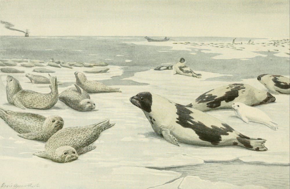 Wild Animals of North America 1918 Seals Canvas Art - LA Fuertes (24 x 36)