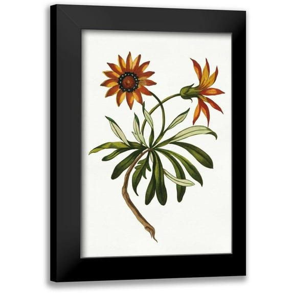 Wild Apple Portfolio 11x14 Black Modern Framed Museum Art Print Titled - Vintage Floral II on White