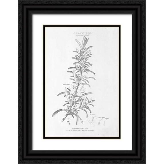 Wild Apple Portfolio 11x14 Black Ornate Wood Framed with Double Matting Museum Art Print Titled - Botany Book VI