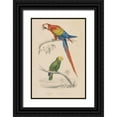 thumbnail image 1 of Wild Apple Portfolio 11x14 Black Ornate Wood Framed with Double Matting Museum Art Print Titled - Parrot Study, 1 of 4
