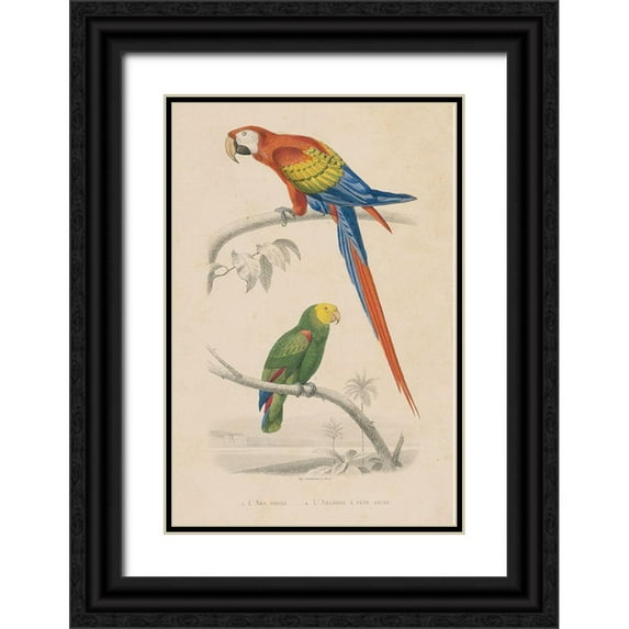 Wild Apple Portfolio 11x14 Black Ornate Wood Framed with Double Matting Museum Art Print Titled - Parrot Study