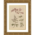 thumbnail image 1 of Wild Apple Portfolio 11x14 Gold Ornate Wood Framed with Double Matting Museum Art Print Titled - Herbal Botanical I Crop III, 1 of 4