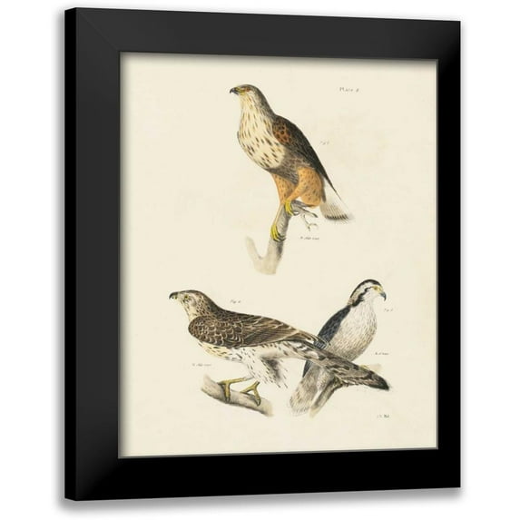 Wild Apple Portfolio 12x14 Black Modern Framed Museum Art Print Titled - Birds of Prey II