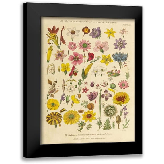 Wild Apple Portfolio 12x14 Black Modern Framed Museum Art Print Titled - Herbal Botanical XI