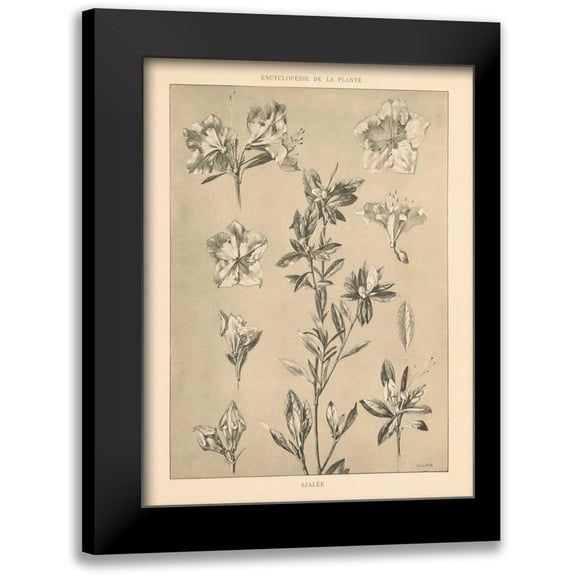 Wild Apple Portfolio 12x14 Black Modern Framed Museum Art Print Titled - Lithograph Florals I