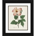 thumbnail image 1 of Wild Apple Portfolio 12x14 Black Ornate Wood Framed with Double Matting Museum Art Print Titled - Antique Botanical XXVII Cream, 1 of 4