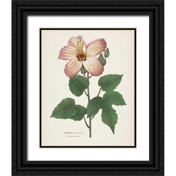 Wild Apple Portfolio 12x14 Black Ornate Wood Framed with Double Matting Museum Art Print Titled - Antique Botanical XXVII Cream