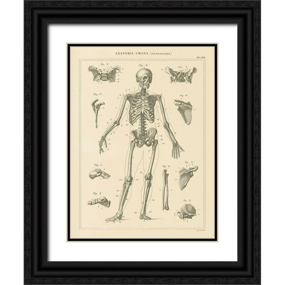 Wild Apple Portfolio 12x14 Black Ornate Wood Framed with Double Matting Museum Art Print Titled - Skeleton Chart