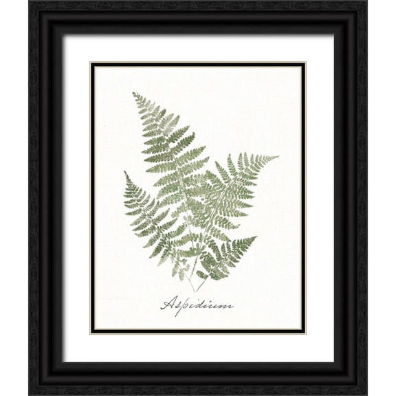 Wild Apple Portfolio 12x14 Black Ornate Wood Framed with Double Matting Museum Art Print Titled - Vintage Ferns IX no Border White