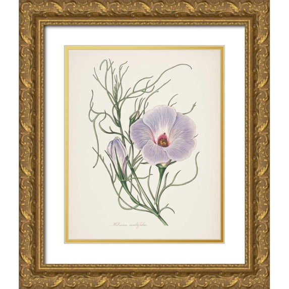 Wild Apple Portfolio 12x14 Gold Ornate Wood Framed with Double Matting Museum Art Print Titled - Antique Botanical XXX Cream