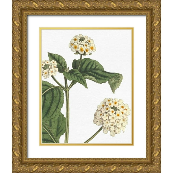 Wild Apple Portfolio 12x14 Gold Ornate Wood Framed with Double Matting Museum Art Print Titled - Botanique Bleu I on White no Words