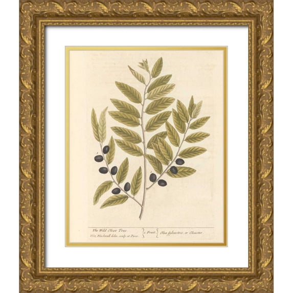 Wild Apple Portfolio 12x14 Gold Ornate Wood Framed with Double Matting Museum Art Print Titled - Olive Branch I
