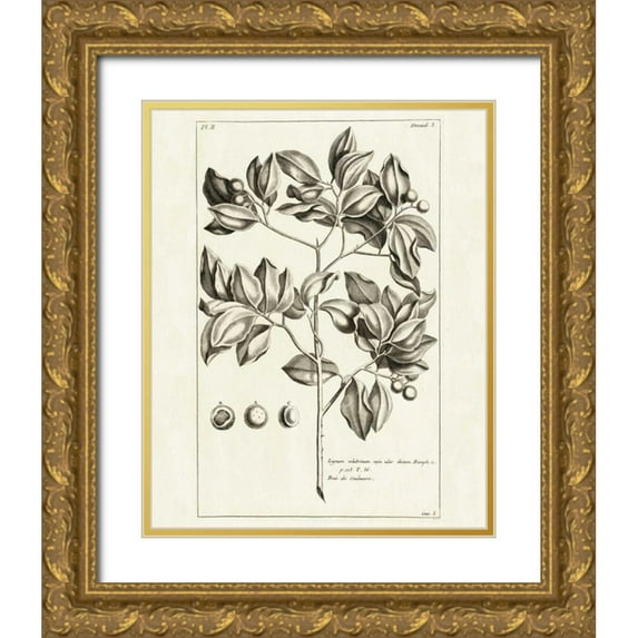 Wild Apple Portfolio 12x14 Gold Ornate Wood Framed with Double Matting Museum Art Print Titled - Tropical Leaf Study II