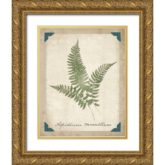 Wild Apple Portfolio 12x14 Gold Ornate Wood Framed with Double Matting Museum Art Print Titled - Vintage Ferns X