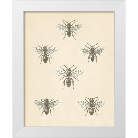 Wild Apple Portfolio 12x14 White Modern Wood Framed Museum Art Print Titled - Bee Chart II