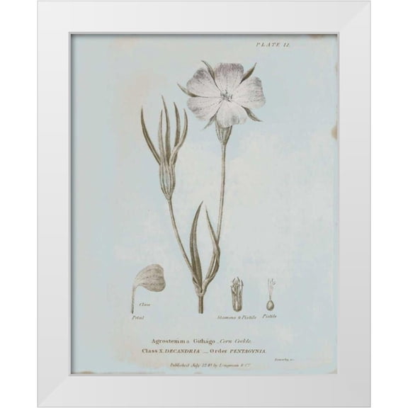 Wild Apple Portfolio 12x14 White Modern Wood Framed Museum Art Print Titled - Conversations on Botany III Blue