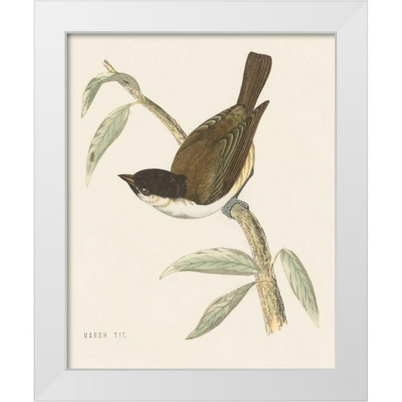 Wild Apple Portfolio 12x14 White Modern Wood Framed Museum Art Print Titled - Engraved Birds II