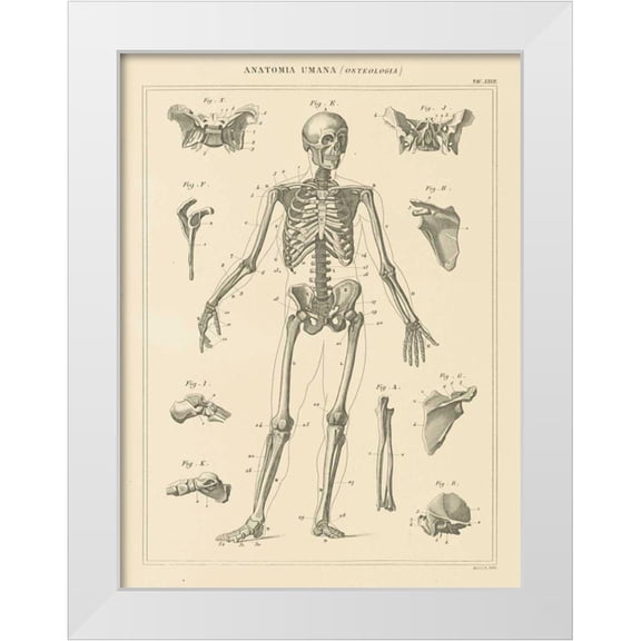 Wild Apple Portfolio 12x14 White Modern Wood Framed Museum Art Print Titled - Skeleton Chart