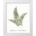 thumbnail image 1 of Wild Apple Portfolio 12x14 White Modern Wood Framed Museum Art Print Titled - Vintage Ferns X no Border White, 1 of 4