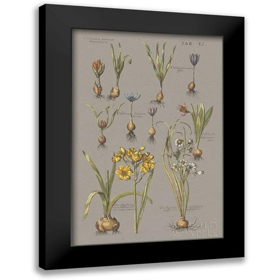 Wild Apple Portfolio 13x18 Black Modern Framed Museum Art Print Titled - Florilegium II Gray