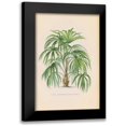 thumbnail image 1 of Wild Apple Portfolio 13x18 Black Modern Framed Museum Art Print Titled - Palmiers PL XXIV, 1 of 5