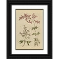 thumbnail image 1 of Wild Apple Portfolio 13x18 Black Ornate Wood Framed with Double Matting Museum Art Print Titled - Herbal Botanical I Crop III, 1 of 4