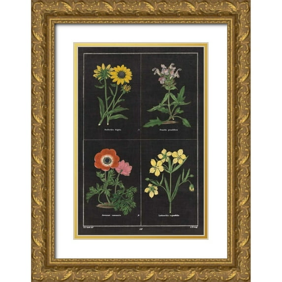 Wild Apple Portfolio 13x18 Gold Ornate Wood Framed with Double Matting Museum Art Print Titled - Botanical on Black Chart II