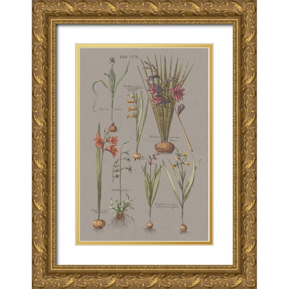 Wild Apple Portfolio 13x18 Gold Ornate Wood Framed with Double Matting Museum Art Print Titled - Florilegium III Gray