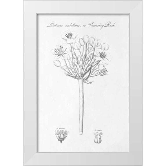 Wild Apple Portfolio 13x18 White Modern Wood Framed Museum Art Print Titled - Botany Book VII