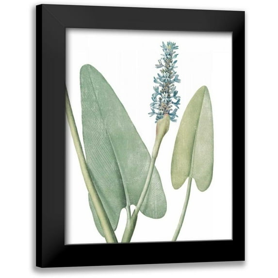 Wild Apple Portfolio 15x18 Black Modern Framed Museum Art Print Titled - Summer Botanicals IV on White