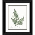 thumbnail image 1 of Wild Apple Portfolio 15x18 Black Ornate Wood Framed with Double Matting Museum Art Print Titled - Vintage Ferns XI no Border White, 1 of 4