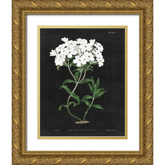 Wild Apple Portfolio 15x18 Gold Ornate Wood Framed with Double Matting Museum Art Print Titled - White Botanical on Black Chart VI