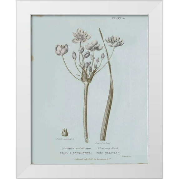 Wild Apple Portfolio 15x18 White Modern Wood Framed Museum Art Print Titled - Conversations on Botany II Blue