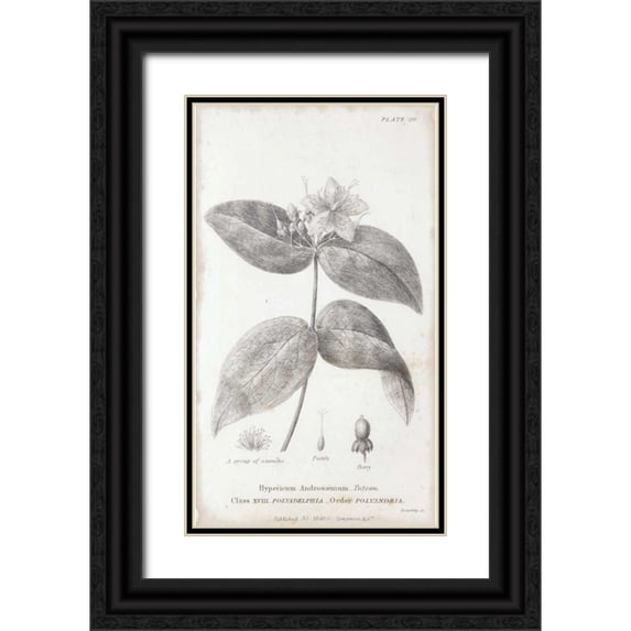 Wild Apple Portfolio 15x24 Black Ornate Wood Framed with Double Matting Museum Art Print Titled - Conversations on Botany VIII