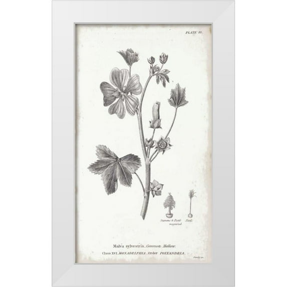 Wild Apple Portfolio 15x24 White Modern Wood Framed Museum Art Print Titled - Conversations on Botany VII
