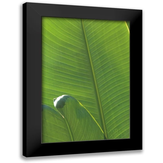 Wild Apple Portfolio 17x24 Black Modern Framed Museum Art Print Titled - Palm Detail III