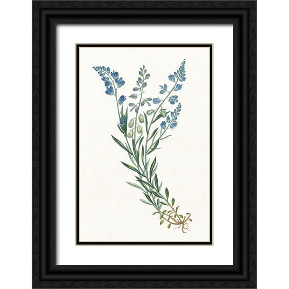 Wild Apple Portfolio 17x24 Black Ornate Wood Framed with Double Matting Museum Art Print Titled - Polygala on White
