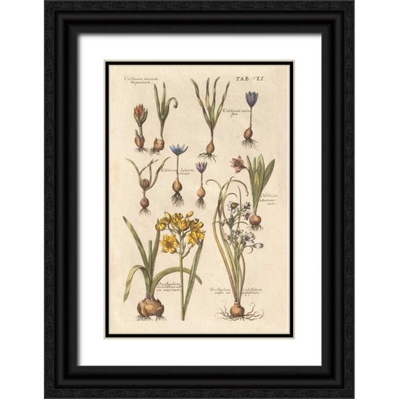 Wild Apple Portfolio 17x24 Black Ornate Wood Framed with Double Matting Museum Art Print Titled - Vintage Florilegium II