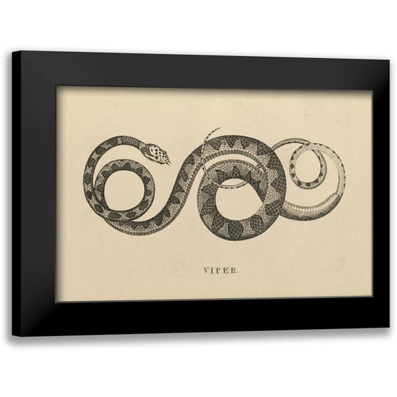 Wild Apple Portfolio 18x13 Black Modern Framed Museum Art Print Titled - Vintage Viper