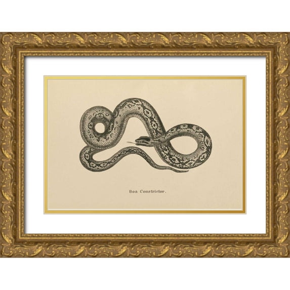 Wild Apple Portfolio 18x13 Gold Ornate Wood Framed with Double Matting Museum Art Print Titled - Vintage Boa Constrictor