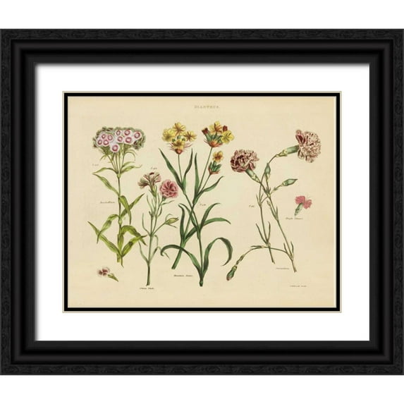 Wild Apple Portfolio 18x15 Black Ornate Wood Framed with Double Matting Museum Art Print Titled - Herbal Botanical VIII