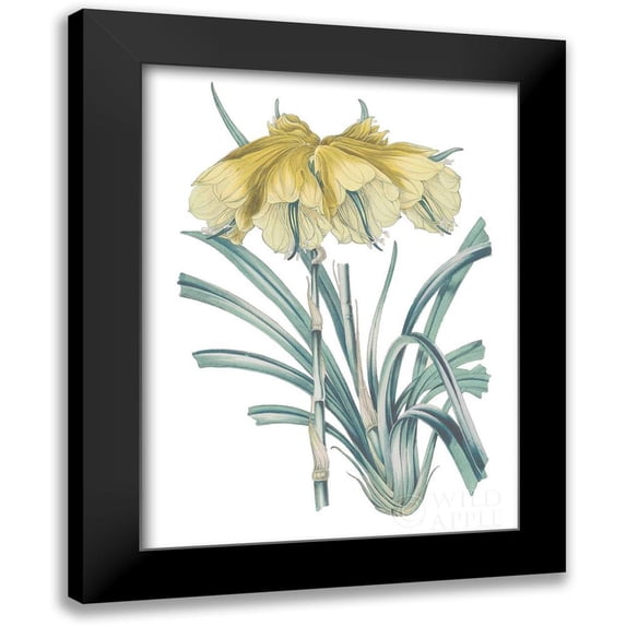 Wild Apple Portfolio 19x24 Black Modern Framed Museum Art Print Titled - Antique Botanical XXIV Cool