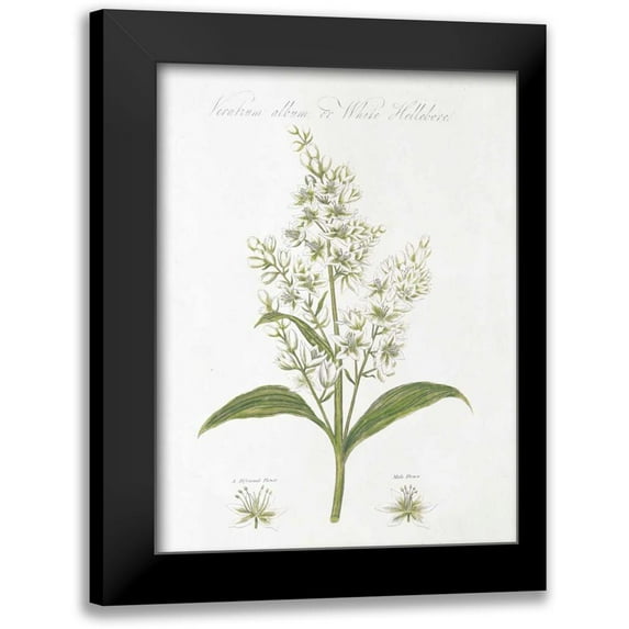 Wild Apple Portfolio 19x24 Black Modern Framed Museum Art Print Titled - Botany Book XI White Green