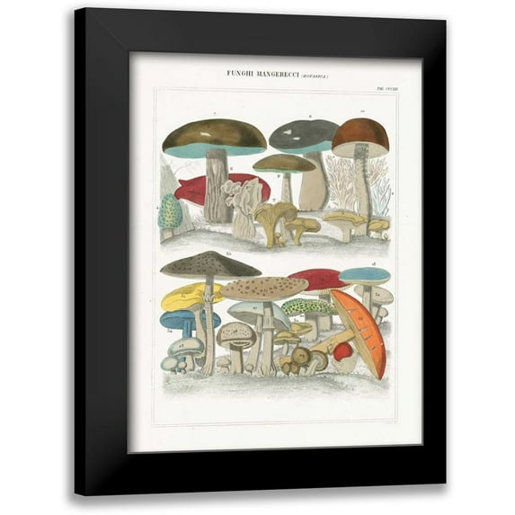 Wild Apple Portfolio 19x24 Black Modern Framed Museum Art Print Titled - Funghi Italiani I