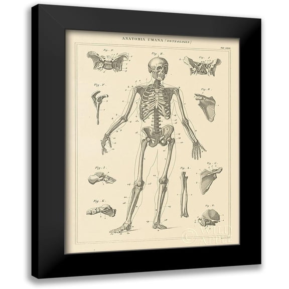 Wild Apple Portfolio 19x24 Black Modern Framed Museum Art Print Titled - Skeleton Chart