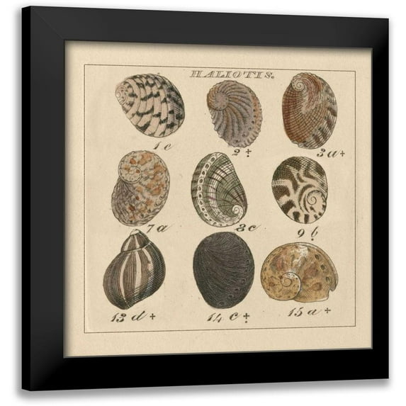Wild Apple Portfolio 20x20 Black Modern Framed Museum Art Print Titled - Haliotis