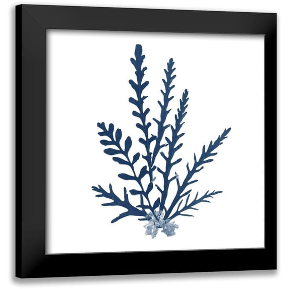 Wild Apple Portfolio 20x20 Black Modern Framed Museum Art Print Titled - Pacific Sea Mosses Blue on White III