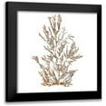 thumbnail image 1 of Wild Apple Portfolio 20x20 Black Modern Framed Museum Art Print Titled - Pacific Sea Mosses XVI White Sq, 1 of 5