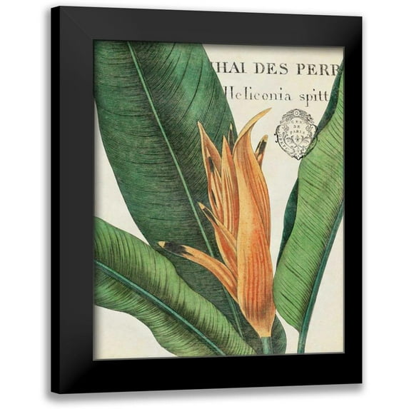 Wild Apple Portfolio 20x24 Black Modern Framed Museum Art Print Titled - Botanique Tropicale II